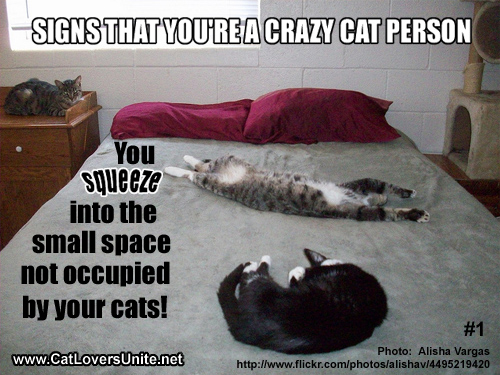 Crazy Cat Person #1
