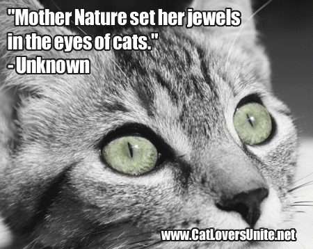 Cat Quote | CatLoversUnite.net