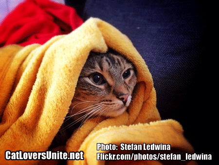 Cute Cat in a Towel picture