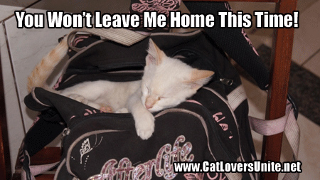 Cute Cat Sleeping In Bag