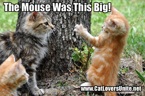 Tall Tale? Caption this funny cat photo