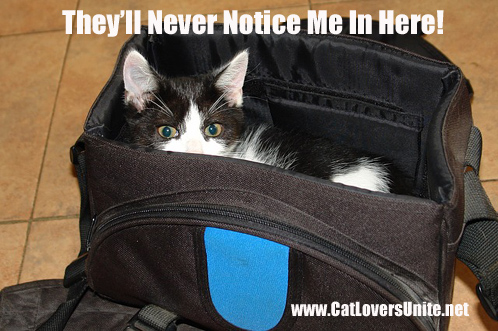 Cat Hiding in Bag