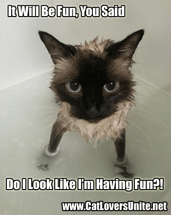 Funny Pic of a Wet Cat in the Bathtub