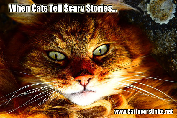 Scary stories told by cats