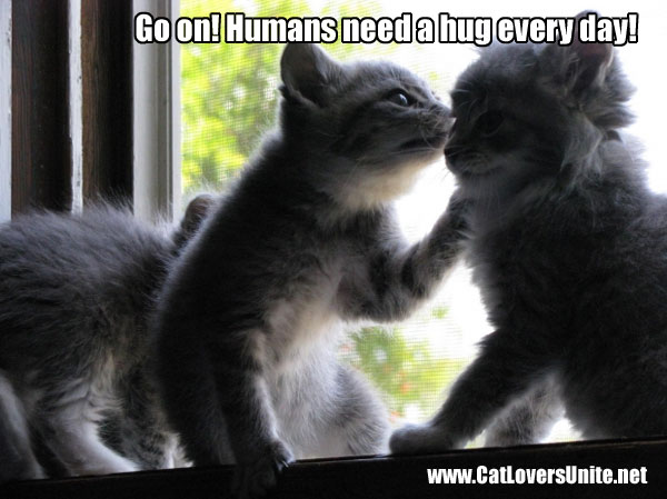 Photo of cats - humans need hugs