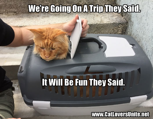 Cat in Carry Box Meme