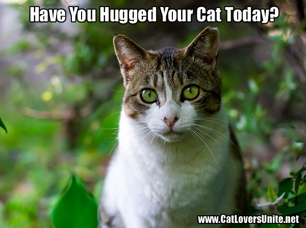 Have You Hugged Your Cat Today | CatLoversUnite.net