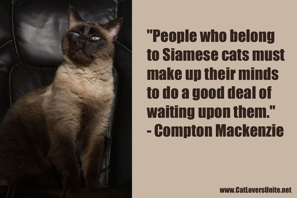 quote about siamese cats