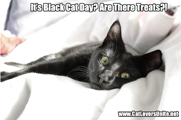 Picture of black cat