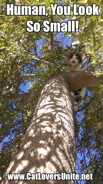 picture of a kitten up a tree