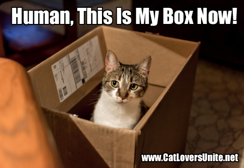 Photo of a cat in a box