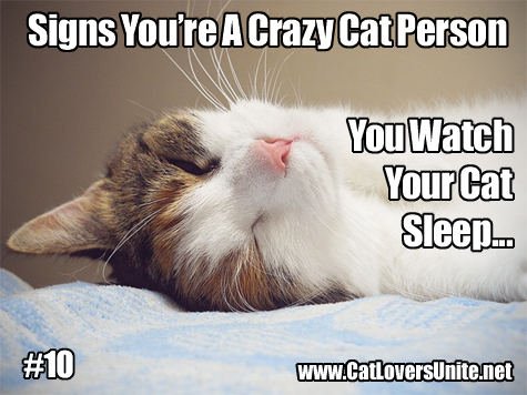 Cat meme in the Crazy Cat Person series