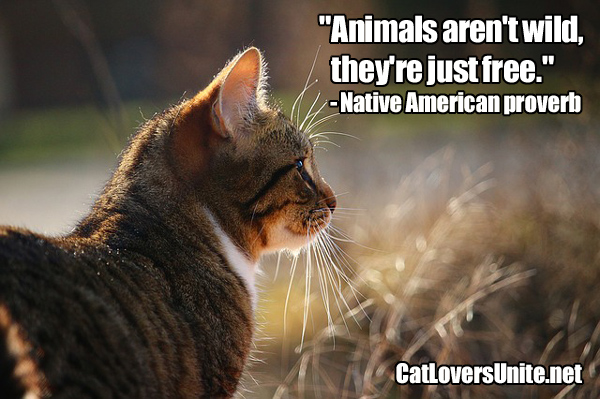 Animals are free not wild quote. More at catloversunite.net