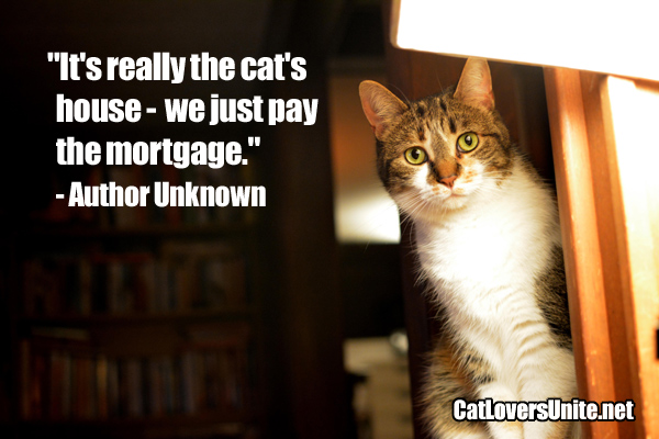 Cat quote about who really owns the house