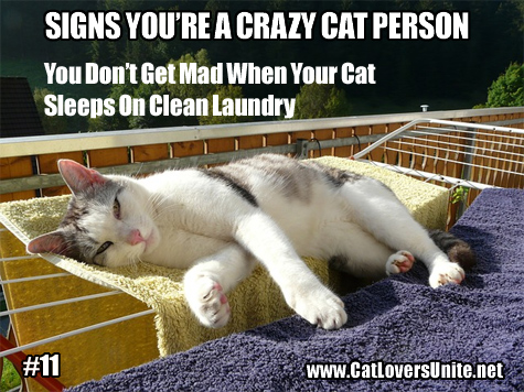 Cat meme photo - Signs You're a Crazy Cat Person #11