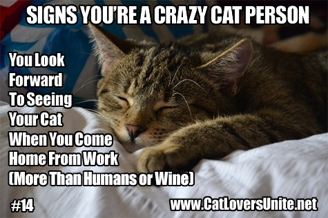 The 14th in a series of captioned cat photos about crazy cat people