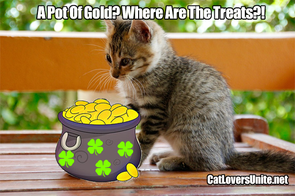 Photo of kitten with pot of gold