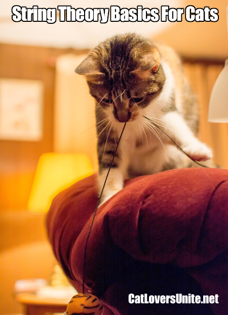 Photo of cat playing with string.