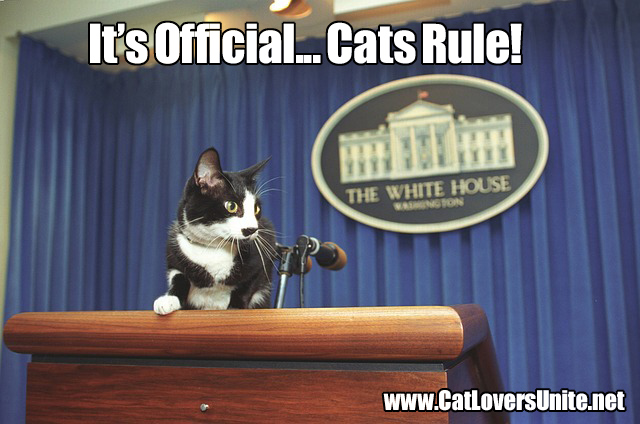 Photo of cat at White House microphone