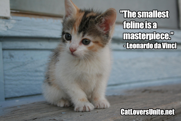 da Vinci Cat Quote. For more cat quotes visit CatLoversUnite.net