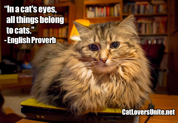 All Things Belong to Cats Quote