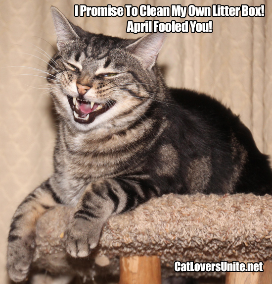 Cat photo meme for April Fools Day.