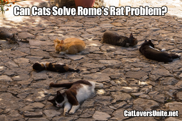 Are cats the solution to Rome's rat problem?