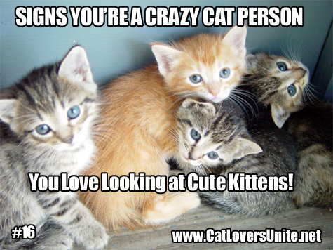 Crazy Cat Person Meme #16.