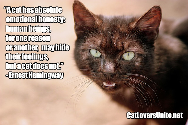 Hemingway cat quote on emotions. For more visit: CatLoversUnited.net