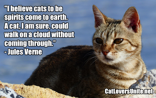 Jules Verne Cat Quote. For cat quotes visit: CatLoversunite.net