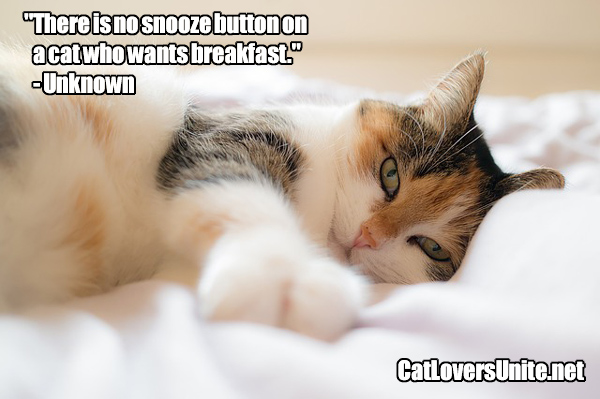 Photo with cat quote about not snoozing