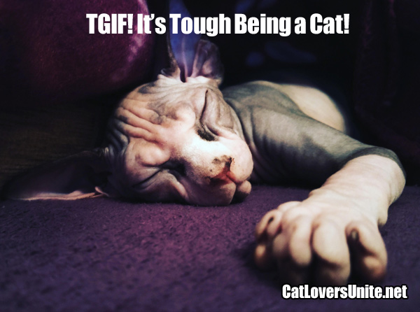 TGIF - photo of a tired cat