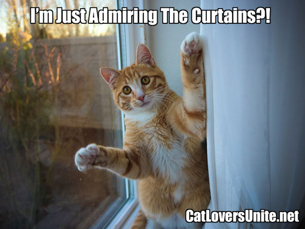 A cat admiring the curtains meme