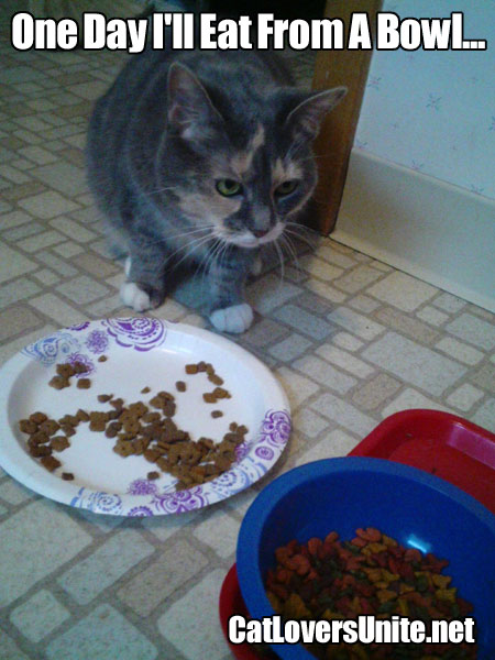 A cat who thinks the bowl of food looks better than its food.