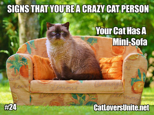 Crazy Cat Person Meme #24 - For more visit: https://CatLoversUnite.net
