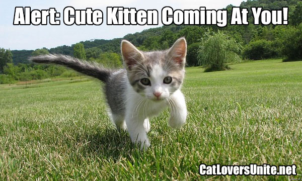 Photo meme of a cute kitten