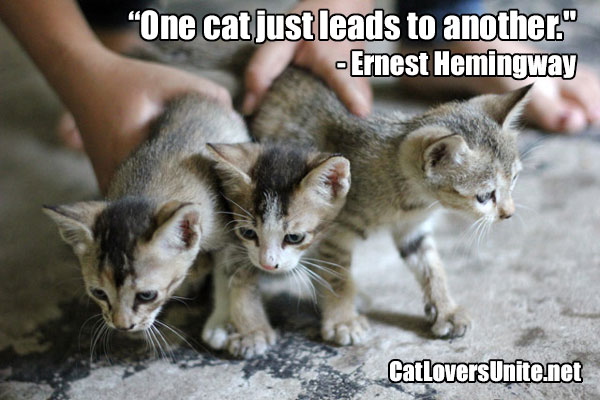 Hemingway Cat Quote - for more cat quotes visit: CatLoversUnite.net