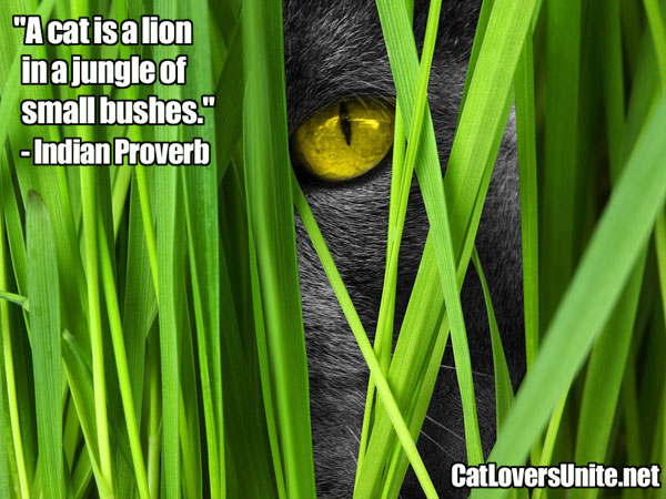 Indian Proverb on Cats