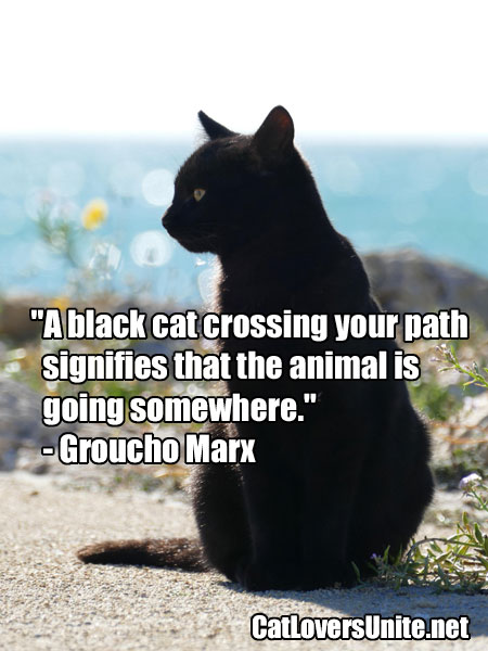 Groucho Marx Quote About Black Cats