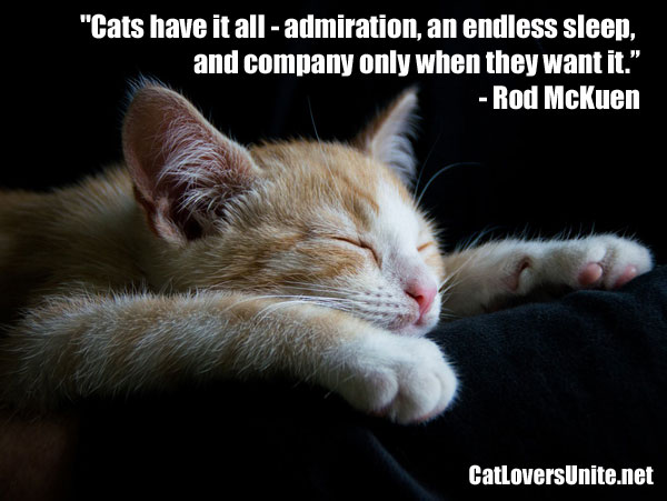 Cat quote by Rod McKuen