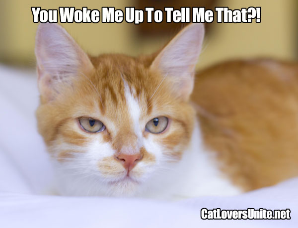 Photo meme of an unimpressed ginger tabby