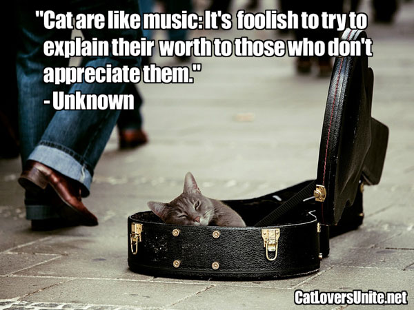 Cats are Like Music Quote