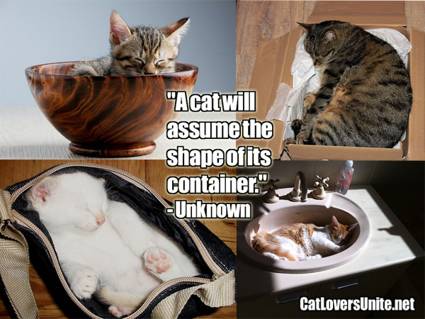 Cats fit the container quote. For more cat quotes: CatLoversUnite.net