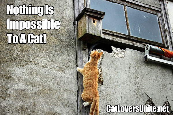 Photo of a cat climbing a building