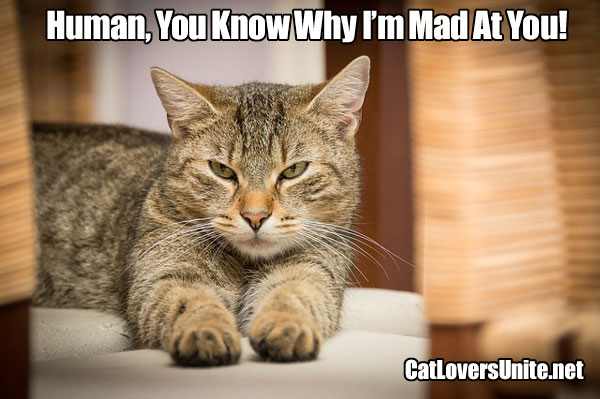 Photo meme of a displeased cat