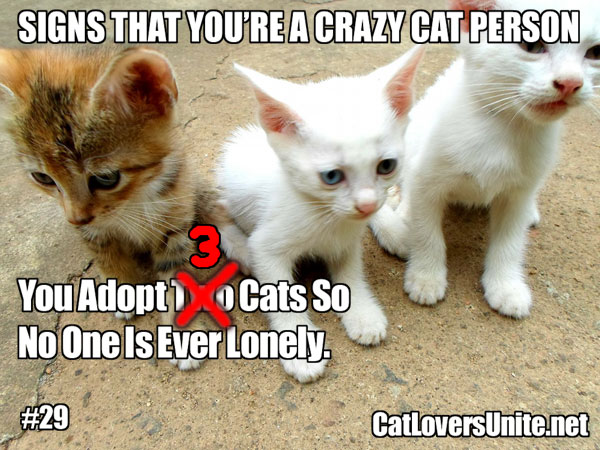 Crazy Cat Person #29. More at: https://catloversunite.net