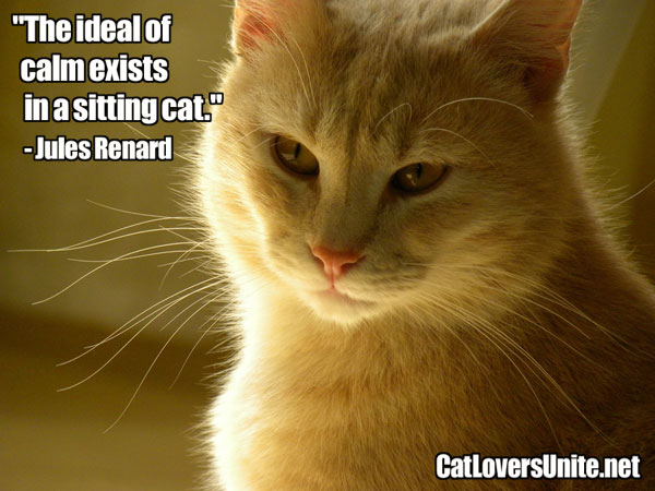 Cat Quote by Renard. For more: CatLoversUnite.net