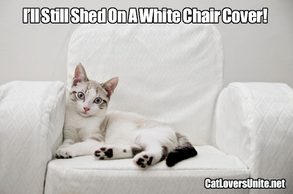 White Cats Still Shed on White Chairs