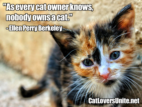 Illustrated Cat Quote - Nobody owns a cat