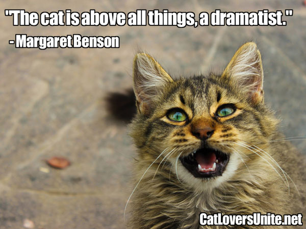 A graphic cat quote by Margaret Benson
